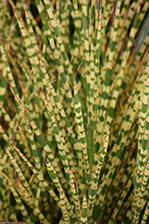 Gold Bar Maiden Grass (Miscanthus sinensis 'Gold Bar') at Glasshouse Nursery