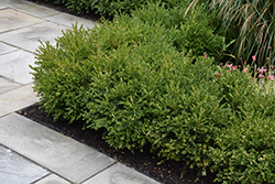 Green Gem Boxwood (Buxus 'Green Gem') at Glasshouse Nursery