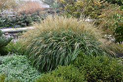 Adagio Maiden Grass (Miscanthus sinensis 'Adagio') at Glasshouse Nursery