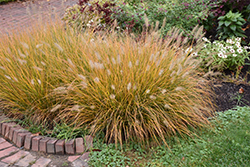 Hameln Dwarf Fountain Grass (Pennisetum alopecuroides 'Hameln') at Glasshouse Nursery