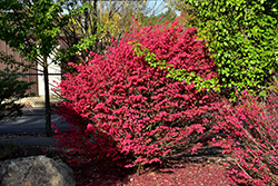 Little Moses Burning Bush (Euonymus alatus 'Odom') at Glasshouse Nursery