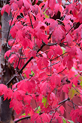Paperbark Maple (Acer griseum) at Glasshouse Nursery