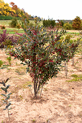 Brilliantissima Red Chokeberry (Aronia arbutifolia 'Brilliantissima') at Glasshouse Nursery