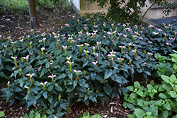 Hot Lips Turtlehead (Chelone lyonii 'Hot Lips') at Glasshouse Nursery