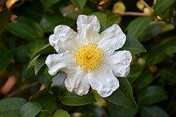 Japanese Stewartia (Stewartia pseudocamellia) at Glasshouse Nursery