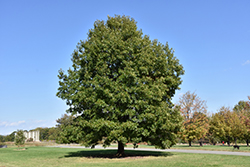 Scarlet Oak (Quercus coccinea) at Glasshouse Nursery