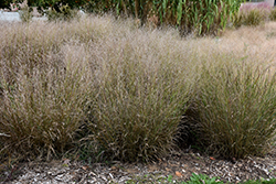 Shenandoah Reed Switch Grass (Panicum virgatum 'Shenandoah') at Glasshouse Nursery