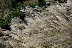 Gracillimus Maiden Grass (Miscanthus sinensis 'Gracillimus') at Glasshouse Nursery