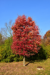 Autumn Flame Red Maple (Acer rubrum 'Autumn Flame') at Glasshouse Nursery