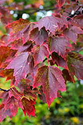 Red Sunset Red Maple (Acer rubrum 'Franksred') at Glasshouse Nursery