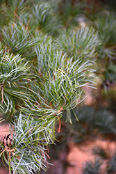 Blue Japanese Pine (Pinus parviflora 'Glauca') at Glasshouse Nursery