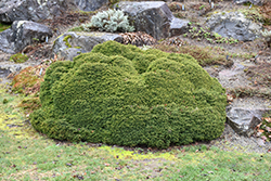 Little Gem Spruce (Picea abies 'Little Gem') at Glasshouse Nursery