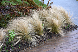 Mexican Feather Grass (Nassella tenuissima) at Glasshouse Nursery