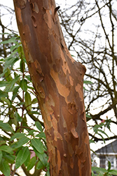 Japanese Stewartia (Stewartia pseudocamellia) at Glasshouse Nursery