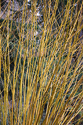 Golden Willow (Salix alba 'Vitellina') at Glasshouse Nursery