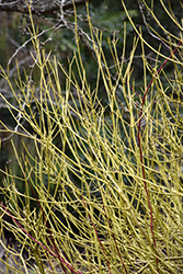 Yellow Twig Dogwood (Cornus sericea 'Flaviramea') at Glasshouse Nursery
