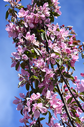 Hopa Flowering Crab (Malus 'Hopa') at Glasshouse Nursery