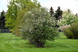 Manchurian Viburnum (Viburnum burejaeticum) at Glasshouse Nursery