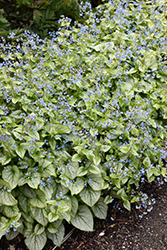 Jack Frost Bugloss (Brunnera macrophylla 'Jack Frost') at Glasshouse Nursery