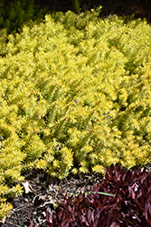 Angelina Stonecrop (Sedum rupestre 'Angelina') at Glasshouse Nursery