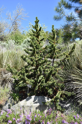 Bristlecone Pine (Pinus aristata) at Glasshouse Nursery