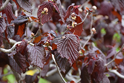 Red Majestic Corkscrew Hazelnut (Corylus avellana 'Red Majestic') at Glasshouse Nursery