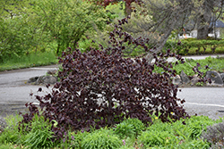 Red Majestic Corkscrew Hazelnut (Corylus avellana 'Red Majestic') at Glasshouse Nursery