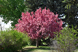 Prairifire Flowering Crab (Malus 'Prairifire') at Glasshouse Nursery