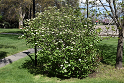 Wayfaring Tree (Viburnum lantana) at Glasshouse Nursery