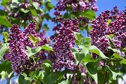 Sensation Lilac (Syringa vulgaris 'Sensation') at Glasshouse Nursery