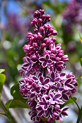 Sensation Lilac (Syringa vulgaris 'Sensation') at Glasshouse Nursery
