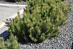 Dwarf Mugo Pine (Pinus mugo var. pumilio) at Glasshouse Nursery