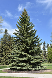Blue Colorado Spruce (Picea pungens 'var. glauca') at Glasshouse Nursery