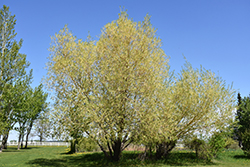 Golden Willow (Salix alba 'Vitellina') at Glasshouse Nursery