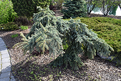 Weeping Blue Spruce (Picea pungens 'Pendula') at Glasshouse Nursery