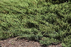 Blue Danube Juniper (Juniperus sabina 'Blue Danube') at Glasshouse Nursery