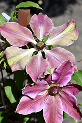 Lincoln Star Clematis (Clematis 'Lincoln Star') at Glasshouse Nursery
