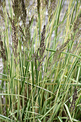 El Dorado Feather Reed Grass (Calamagrostis x acutiflora 'El Dorado') at Glasshouse Nursery