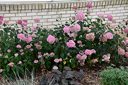 Bella Anna Hydrangea (Hydrangea arborescens 'Bella Anna') at Glasshouse Nursery