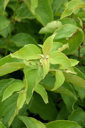 Cayenne Dogwood (Cornus amomum 'Cayenne') at Glasshouse Nursery