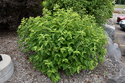 Cayenne Dogwood (Cornus amomum 'Cayenne') at Glasshouse Nursery