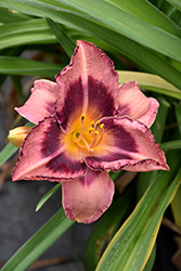 Happy Ever Appster Just Plum Happy Daylily (Hemerocallis 'Just Plum Happy') at Glasshouse Nursery