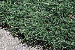Bar Harbor Juniper (Juniperus horizontalis 'Bar Harbor') at Glasshouse Nursery