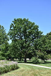 Chinkapin Oak (Quercus muehlenbergii) at Glasshouse Nursery