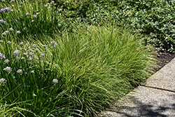 Autumn Moor Grass (Sesleria autumnalis) at Glasshouse Nursery