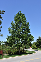 Tuliptree (Liriodendron tulipifera) at Glasshouse Nursery