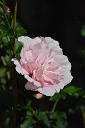 Pink Chiffon Rose of Sharon (Hibiscus syriacus 'JWNWOOD4') at Glasshouse Nursery