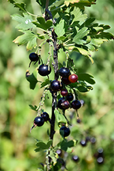 Black Currant (Ribes nigrum) at Glasshouse Nursery
