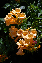 Yellow Trumpetvine (Campsis radicans 'Flava') at Glasshouse Nursery