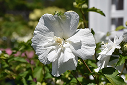 White Chiffon Rose of Sharon (Hibiscus syriacus 'Notwoodtwo') at Glasshouse Nursery